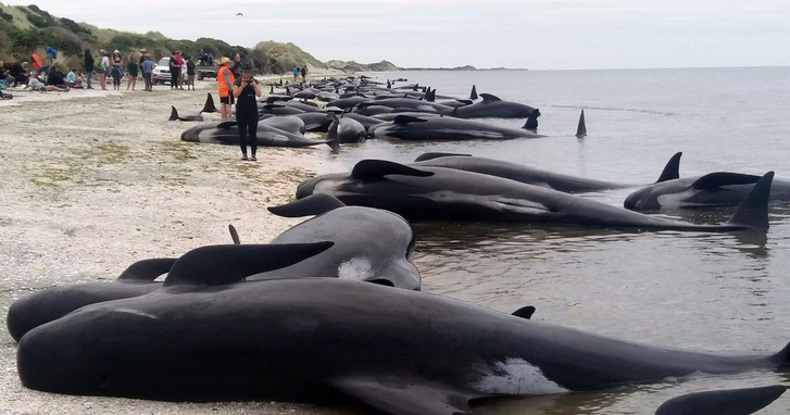 Brutális látvány: több száz delfin vetődött partra - videó
