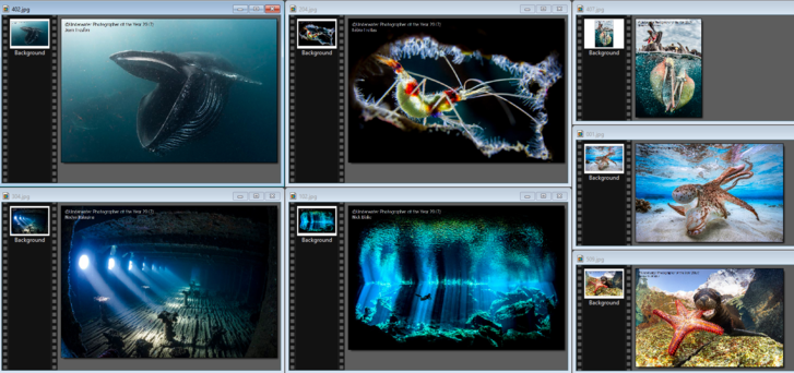 Szemkápráztató csodák a legszebb víz alatti fotókon - két magyar is nyert