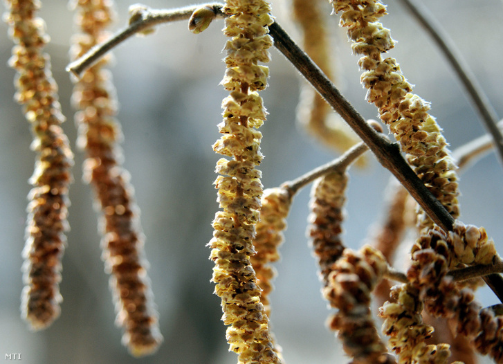 Nincs jó hírünk az allergiásoknak