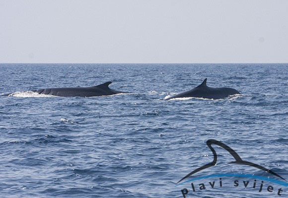 Két óriási bálnát láttak Horvátországban