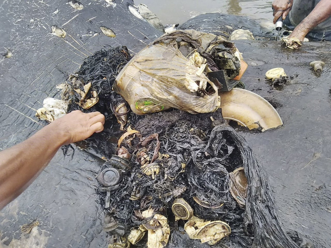 Kapota-sziget, 2018. november 21.
A Természetvédelmi Világalap, a WWF indonéziai szervezete által közreadott kép egy ámbráscet gyomrában talált szemétről a Wakatobi Nemzeti Parkhoz tartozó Kapota-sziget partján, Délkelet-Szulavézi tartományban 2018. november 20-án. A közel hat kilogramm emészthetetlen hulladék a 9,5 méteres állat pusztulását okozta.
MTI/EPA