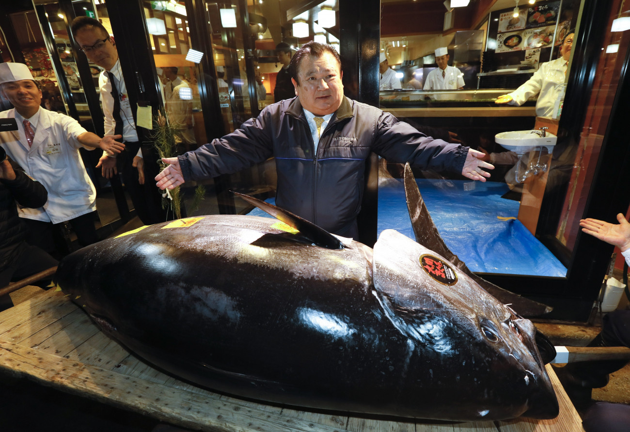 Kimura Kijosi, a Sushi-Zanmai étteremláncot üzemeltető társaság elnöke a 278 kilogrammos kékuszonyú tonhallal.
MTI/EPA/Majama Kimimasza