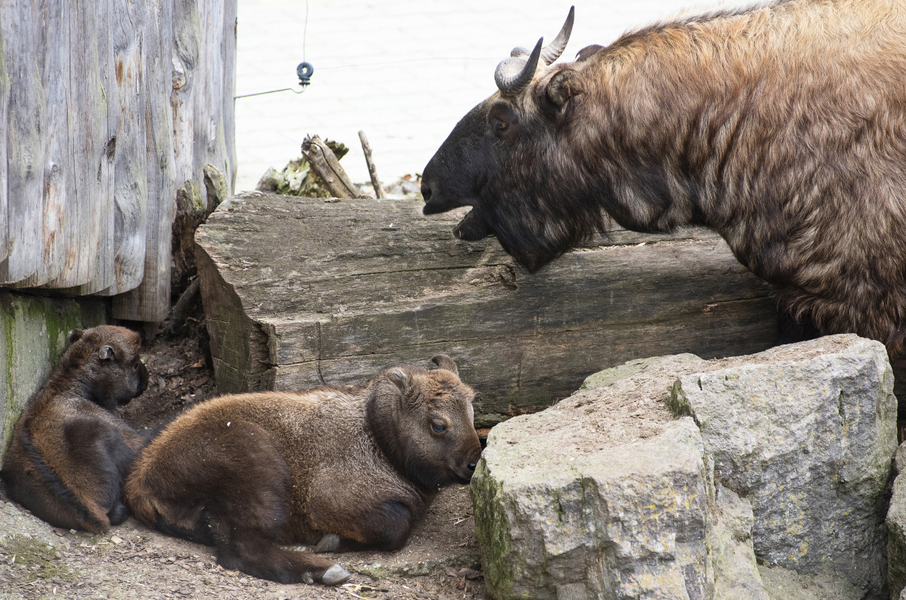 Nyíregyháza, 2019. március 7.
Kétnapos (balról) és hathetes mishmi takin (Budorcas taxicolor) a Nyíregyházi Állatparkban 2019. március 7-én. A rendszertanilag a kecskefélékhez tartozó, megjelenésében inkább kis termetű szarvasmarhára emlékeztető takint 2009 óta tartja az állatpark. Az eddig egy ivarérett hímből, két ivarérett nőstényből és két borjúból álló csordában - két hónap eltéréssel - két utód is született.
MTI/Balázs Attila