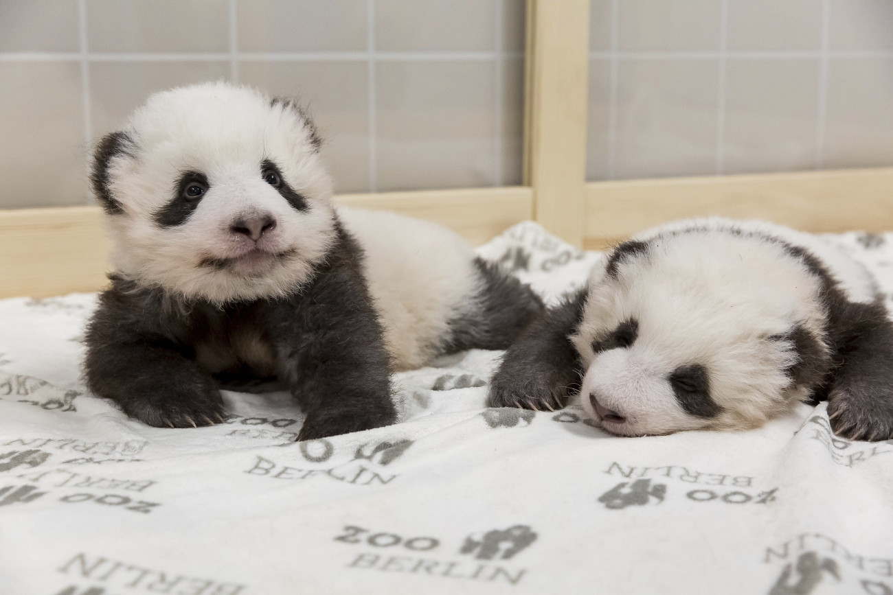 Berlin, 2019. november 22.
A Berlini Állatkert által 2019. november 22-én közreadott kép az intézmény tizenegy hetes pandaikreiről november 15-én. Az augusztus 31-én Németországban elsőként világra jött pandakölykök anyja a Kínától 15 évre kölcsönkapott Meng Meng, apjuk Hsziao Csing.
MTI/AP