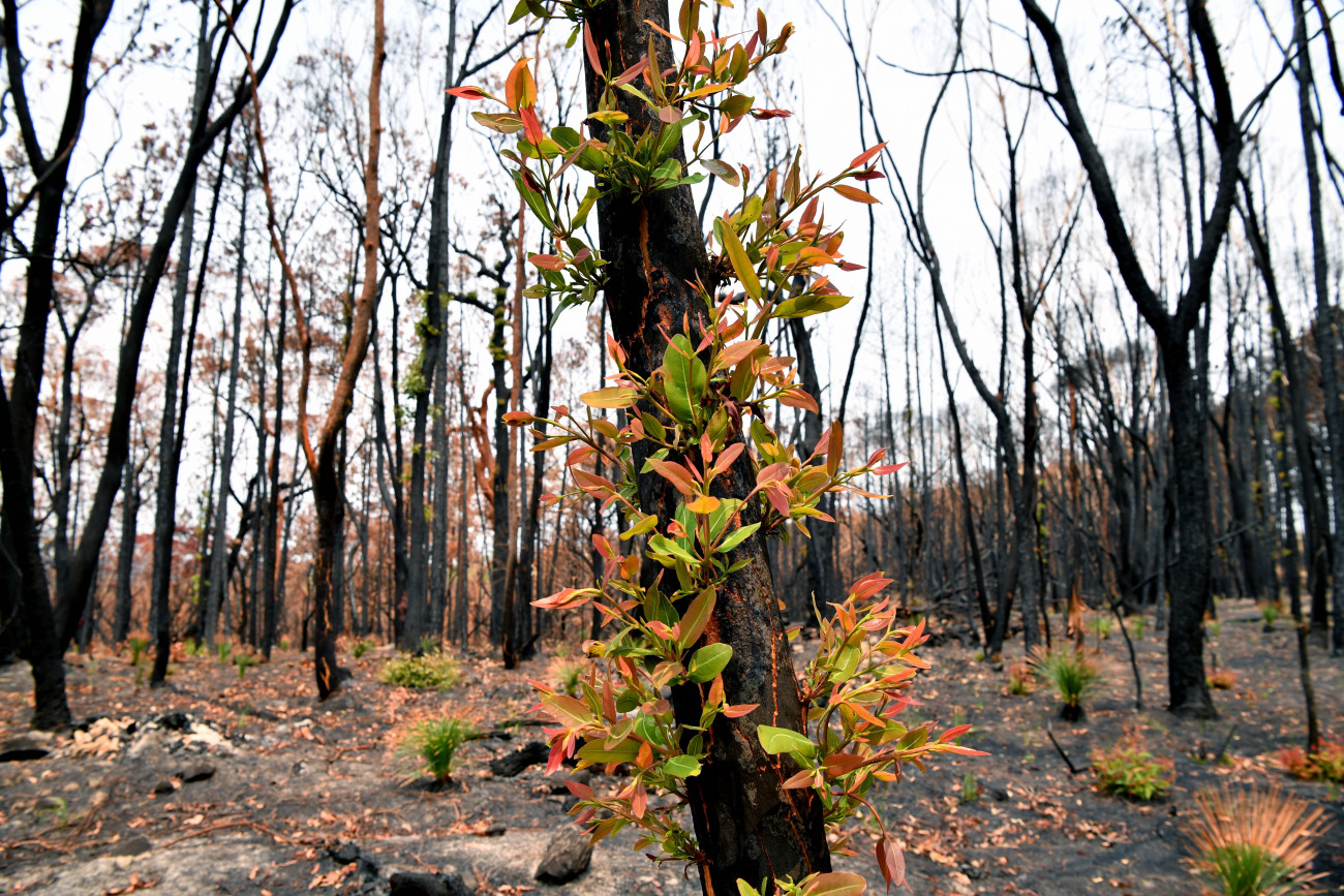 Friss hajtások egy bozóttűzben megégett fán, az új-dél-walesi Kulnurában 2020. január 15-én.
MTI/AAP/Joel Carrett