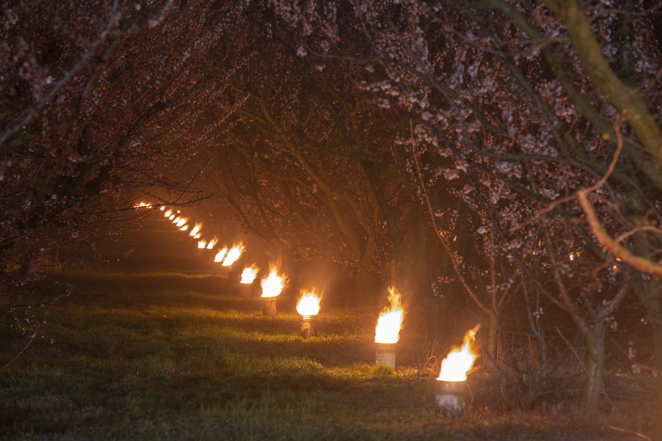 Balatonvilágos, 2020. március 31.
Kajszibarackfákat melegítenek tüzekkel a fagy ellen védekezve egy Balatonvilágos közelében fekvő gyümölcsösben 2020. március 31-én.
MTI/Varga György