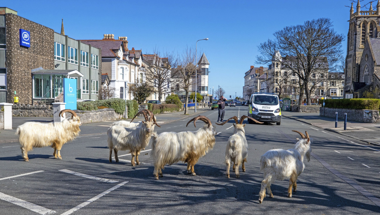 Llandudno, 2020. március 31.
Kecskenyáj kószál a koronavírus-járvány miatt elrendelt kijárási korlátozás következtében kihalt utcákon, az észak-walesi Llandudnóban 2020. március 31-én.
MTI/AP/PA/Pete Byrne