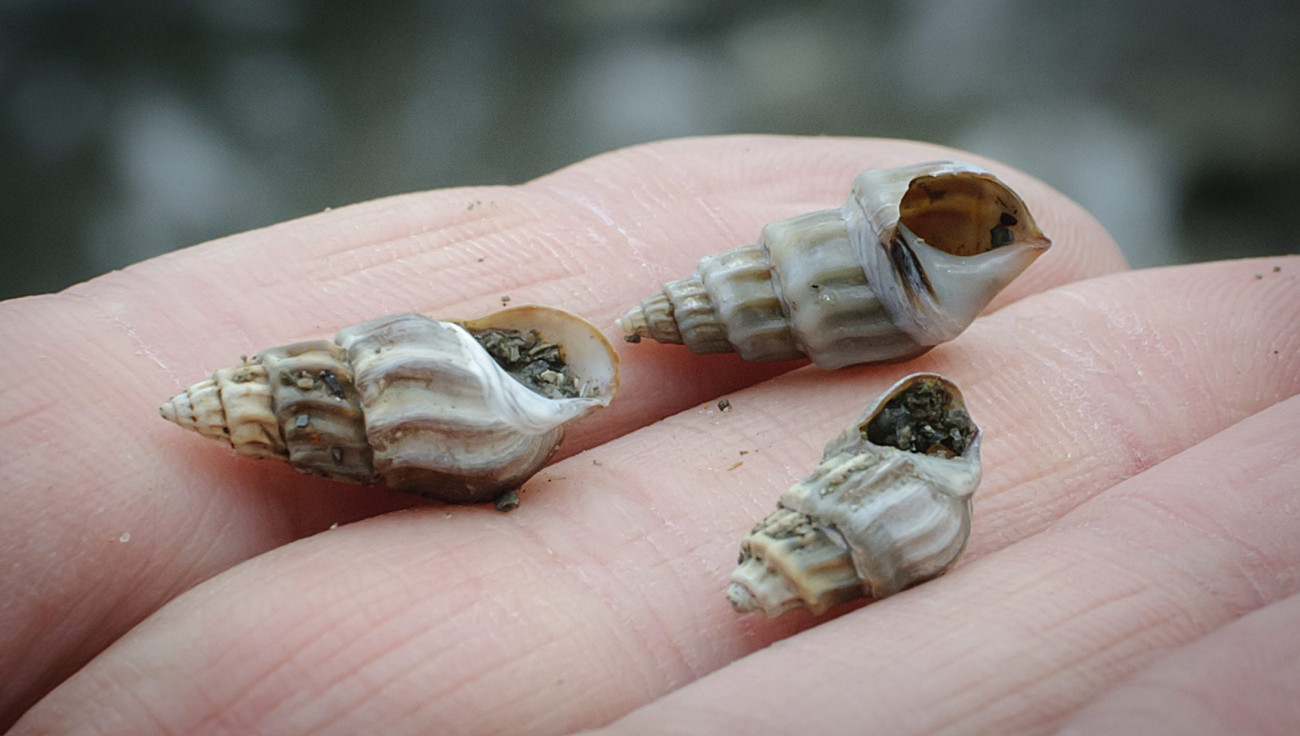 Bordás homorcsa (Melanopsis parreyssi) nevű csigafaj házai egy tenyéren a romániai Püspökfürdőn 2013. január 17-én. A világon összesen 20 példányban létező csigafaj természetes élőhelye a romániai Püspökfürdőn található védett tó, amelyet a termálvizes Pece-patak táplált vízzel. Az egyhektárosról néhány tíz négyzetméteresre zsugorodott tó vizét, tavaly szeptember óta tűzoltótömlővel próbálják pótolni a szomszédos strand forrásáról.
MTI Fotó: Czeglédi Zsolt