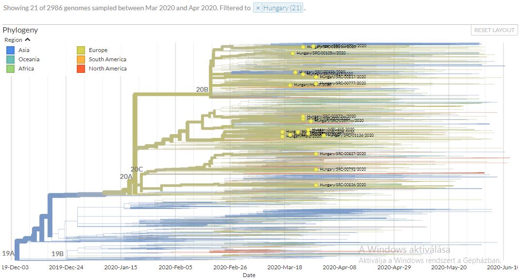 A Magyarországon vett 21 minta alapján az új típusú koronavírus filogenetikai modellje 2020 június 17-ig