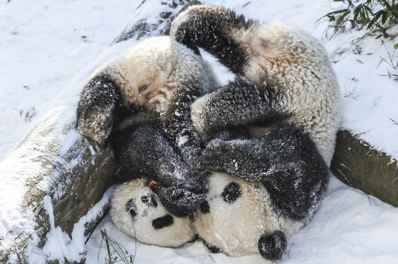 Berlin, 2021. február 12.
Meng Jüan és Meng Hsziang, a Berlini Állatkert pandaikrei játszanak a hóban 2021. február 12-én. A Németországban Pit és Paule néven is ismert első panda ikerpár 2019. augusztus 31-én jött a világra, anyjuk a Kínától 15 évre kölcsönkapott Meng Meng.
MTI/AP/DPA/Kira Hofmann