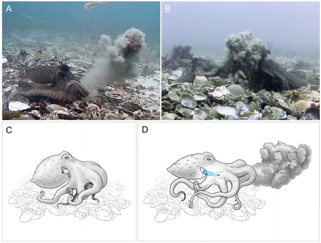 Illusztráció: Rebecca Gelernter / forrás: biorxiv (2021)