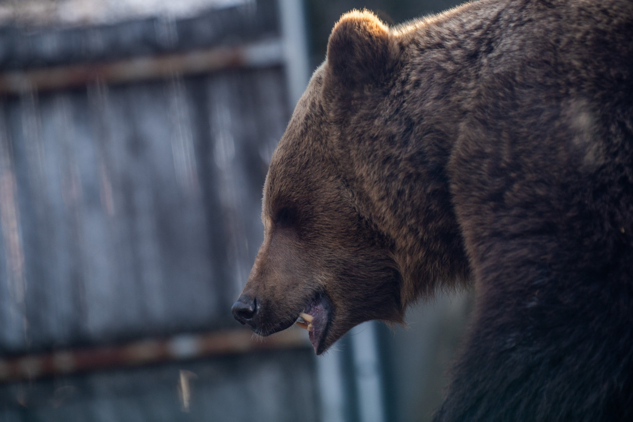 Budapest, 2022. február 2.
A Fővárosi Állat- és Növénykert barnamedvéje (Ursus arctos) a hagyományos medveárnyék-észlelés napján, 2022. február 2-án. Hugi, a barnamedve végül meglátta az árnyékát, ez a néphagyomány szerint azt jelenti, hogy a tél még sokáig fog tartani.
MTI/Balogh Zoltán