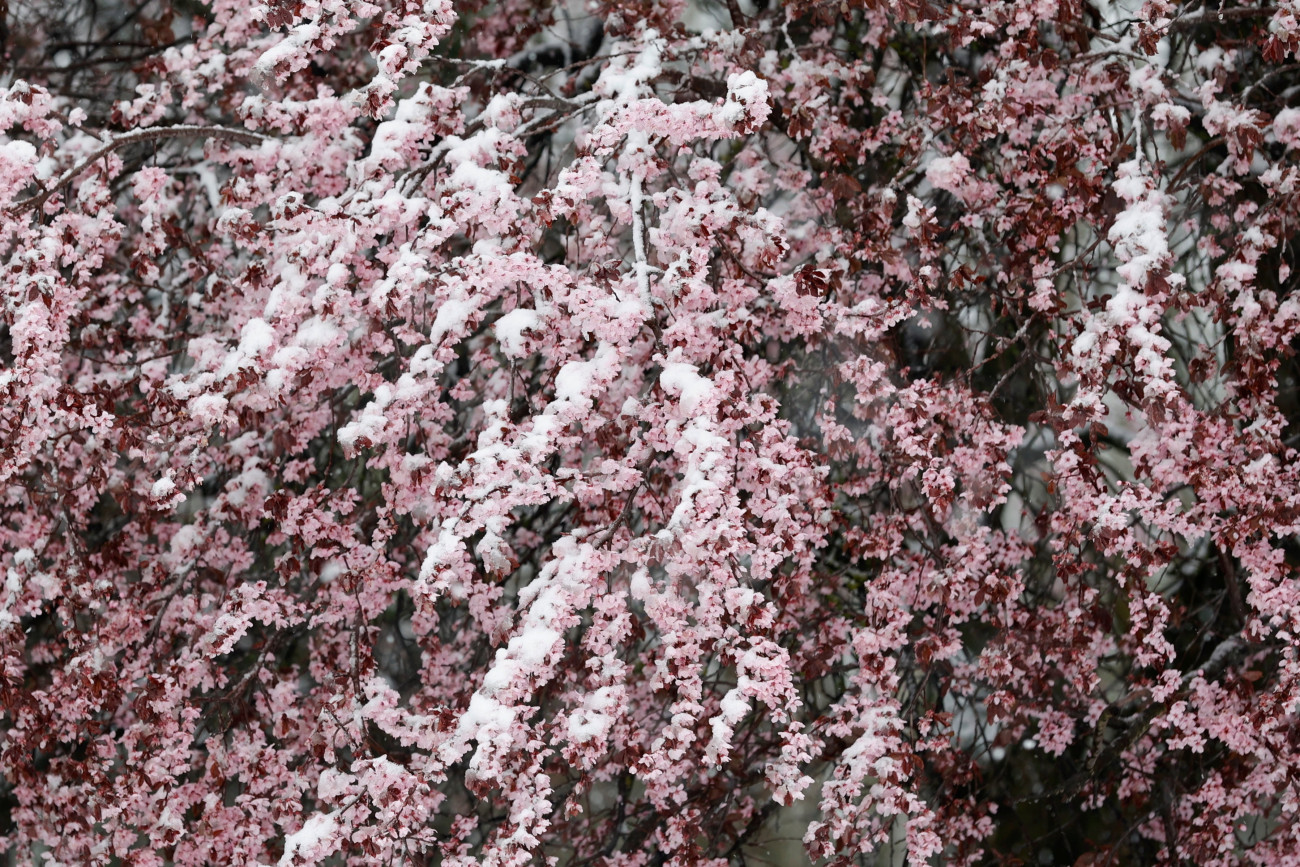 Böhönye, 2022. április 3.
Behavazott virágzó fa a Somogy megyei Böhönyén 2022. április 3-án.
MTI/Varga György