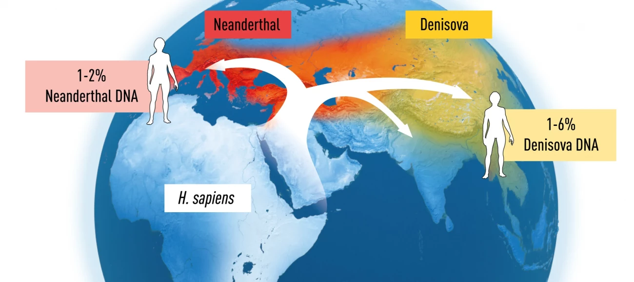 Svante Pääbo felfedezései fontos információkkal szolgáltak arról, hogyan volt benépesítve a világ akkor, amikor a Homo sapiens kivándorolt Afrikából, és benépesítette a világ többi részét. Az eurázsiai kontinensen nyugaton neandervölgyiek, keleten gyenyiszovai emberek éltek. A kereszteződés akkor következett be, amikor a Homo sapiens elterjedt a kontinensen. Ennek nyomai megmaradtak a DNS-ünkben.
