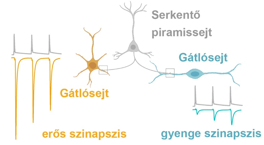 Egy serkentő piramissejt (szürke) eltérő hatékonyságú szinapszisokat létesít két különböző típusú gátlósejten (narancssárga, kék)
ELKH