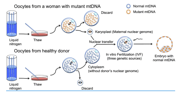 A mitokondriális transzfer működése. (Forrás: Yamada, Sato, Ooka et al, 2020.).