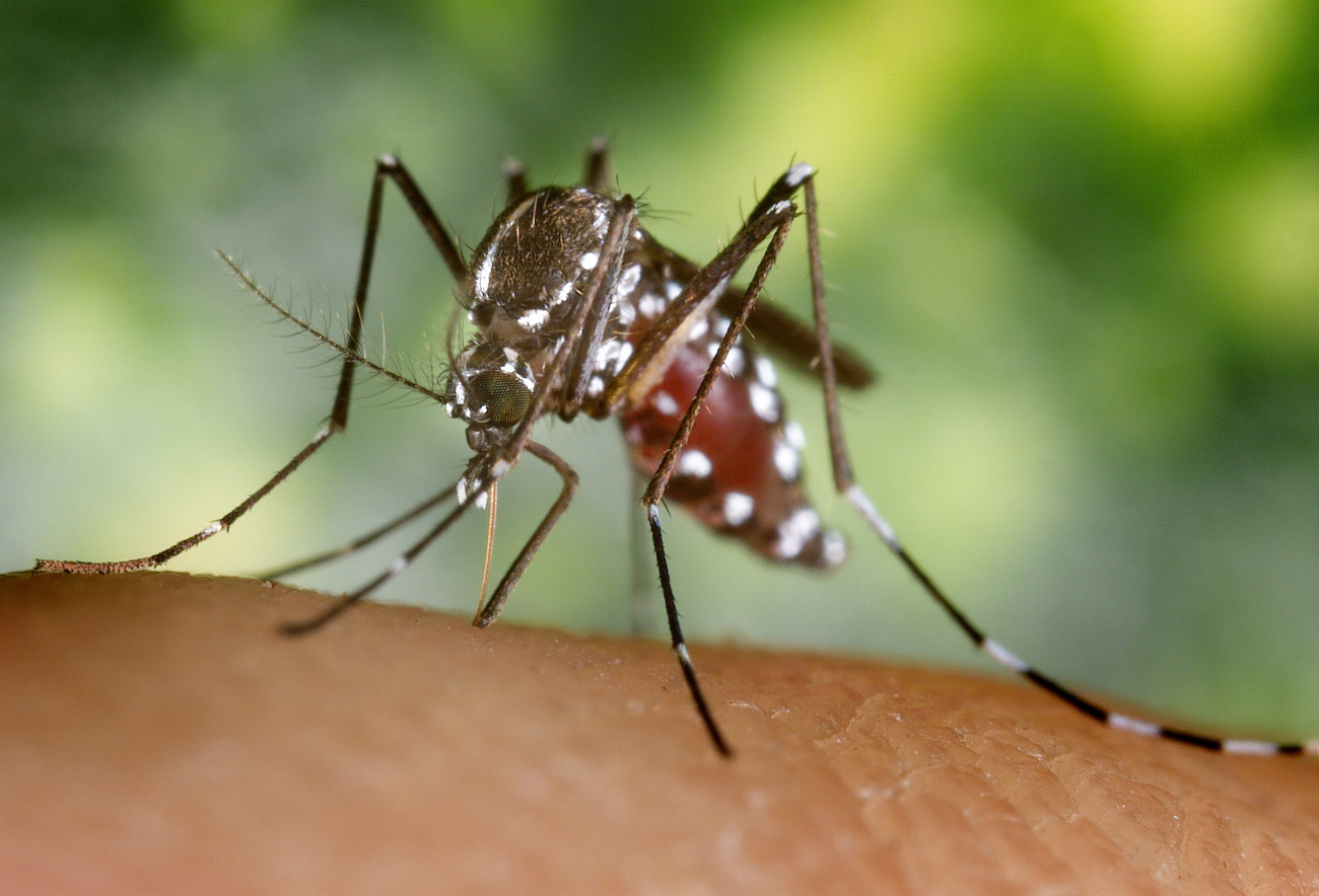 A blood-engorged female Aedes albopictus mosquito feeding on a human host, 2002. Under successful experimental transmission, Aedes albopictus has been found to be a vector of West Nile Virus. Aedes is a genus of the Culicine family of mosquitoes. Image courtesy CDC/James Gathany. (Photo by Smith Collection/Gado/Getty Images).