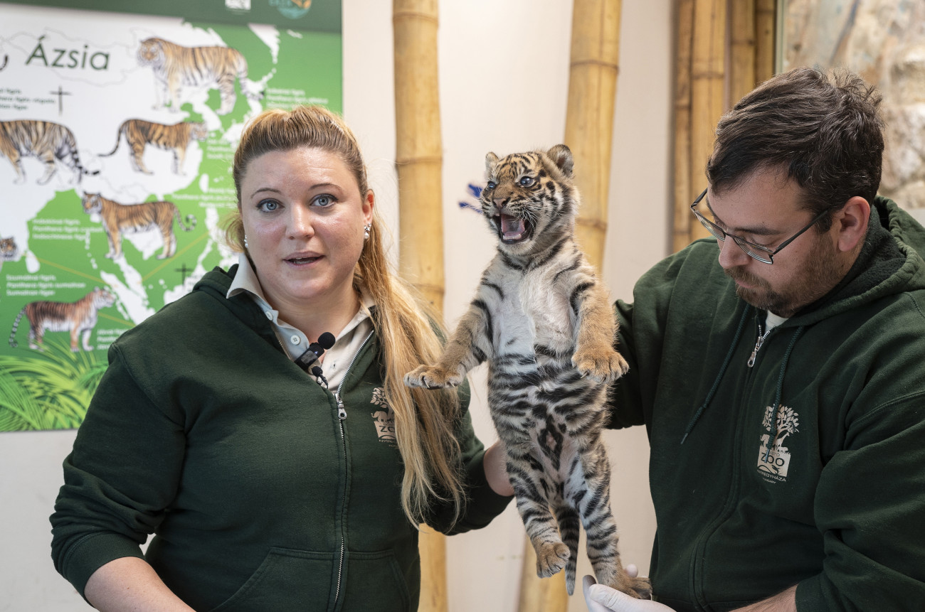 Nyíregyháza, 2025. január 7.
A négyhetes hím szumátrai tigriskölyök ikerpár egyikét (Panthera tigris sumatrae) bemutatják a sajtónak a Nyíregyházi Állatpark Viktória Házában 2025. január 7-én.
MTI/Balázs Attila