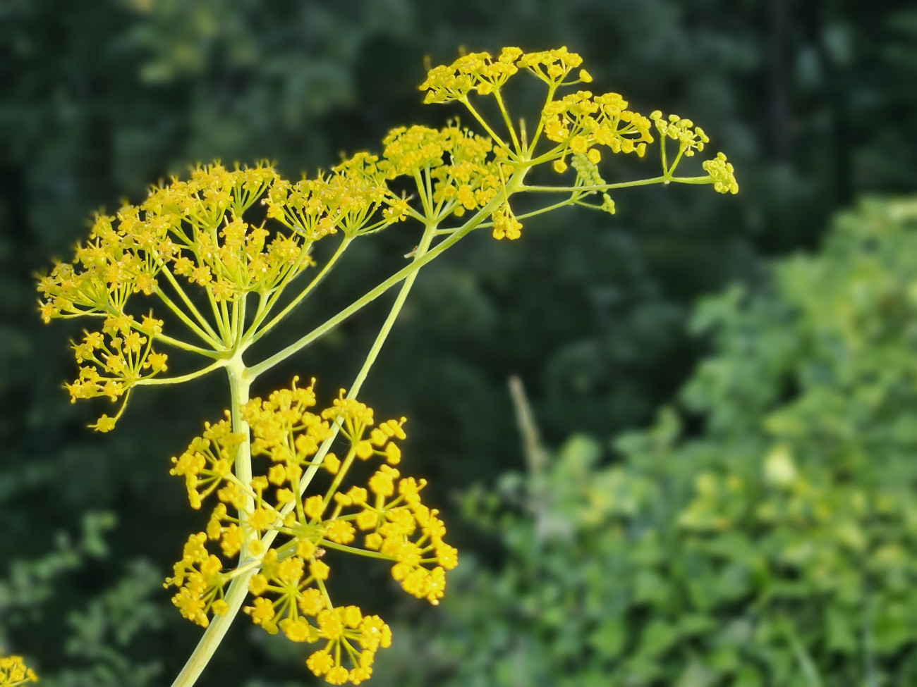 Magyarföldi husáng (Ferula sadleriana)
