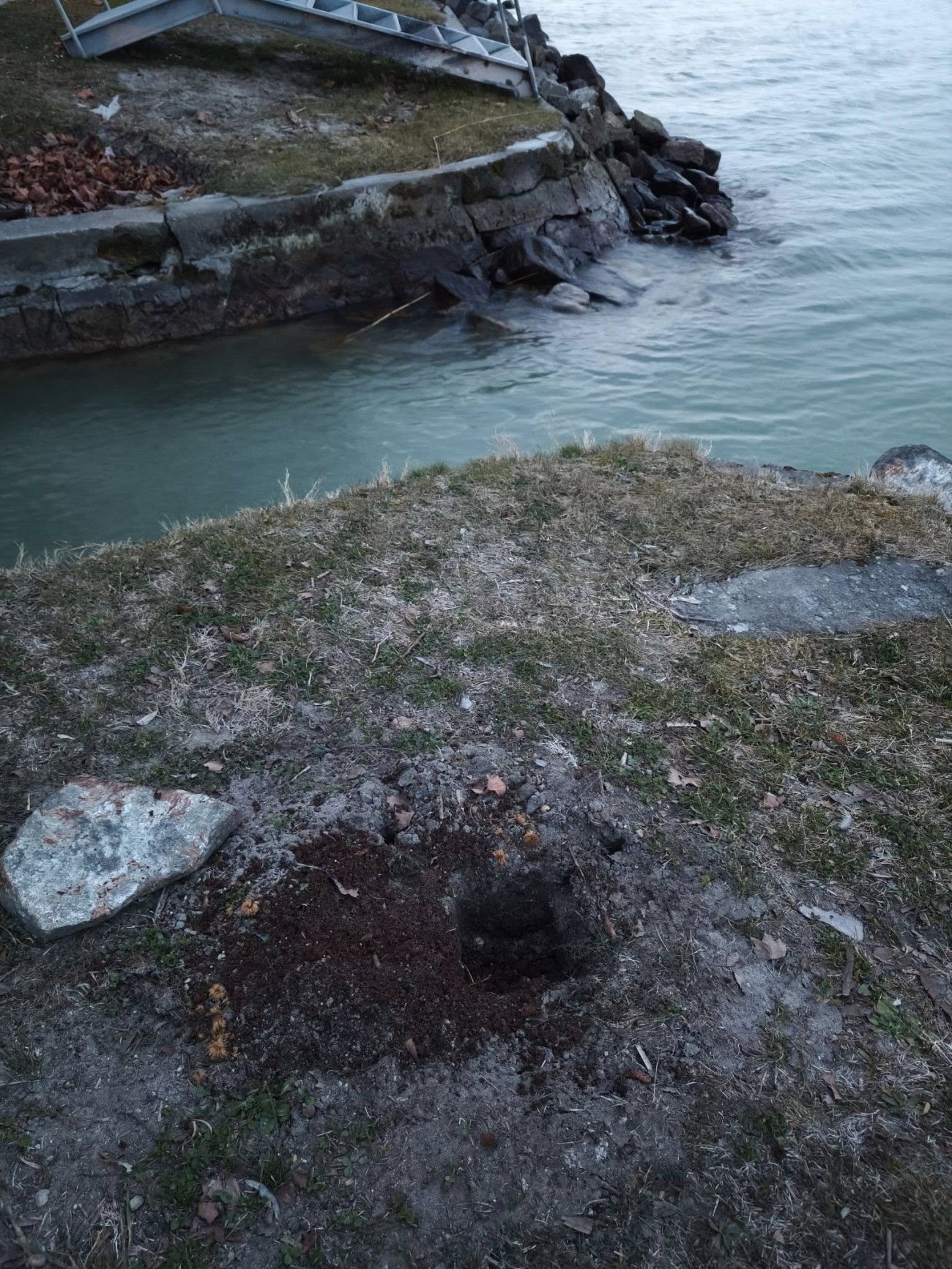 Már csak egy gödör tátong ott, ahol egykor a Balaton fája állt. Fotó: Facebook / Schläfer Kristóf