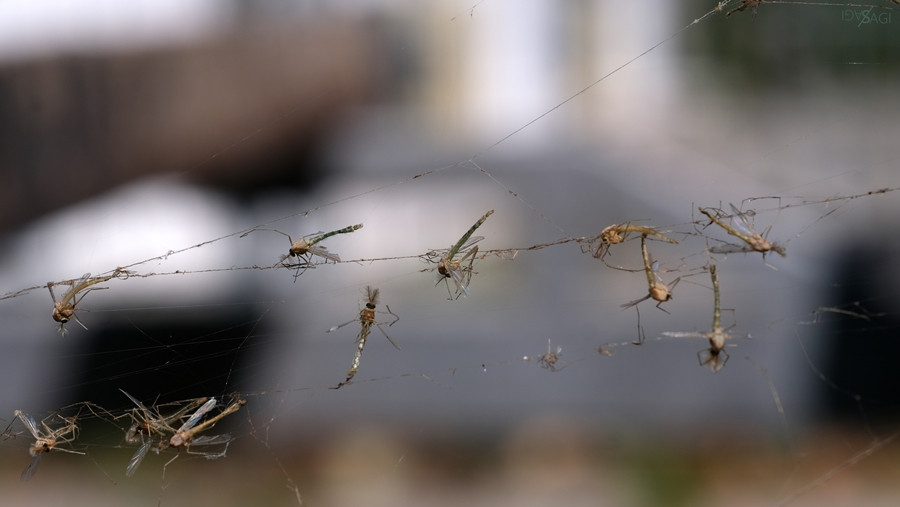 Árvaszúnyogok a Balatonnál (Forrás: Balatoni Limnológiai Intézet)