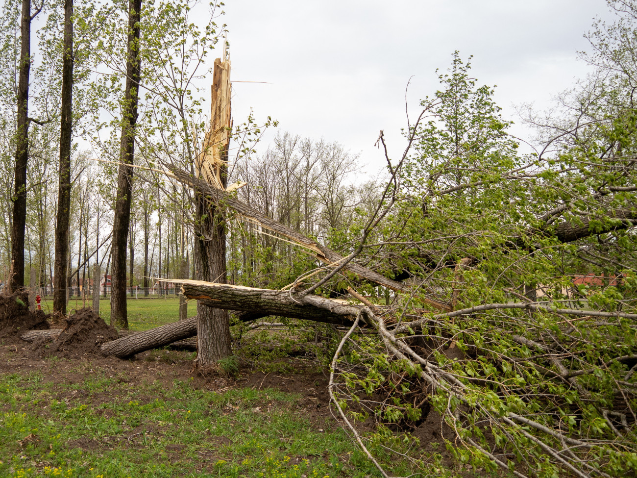Soltvadkert, 2025. április 18.
Viharban kidőlt fa Soltvadkerten 2025. április 18-án.
MTI/Donka Ferenc