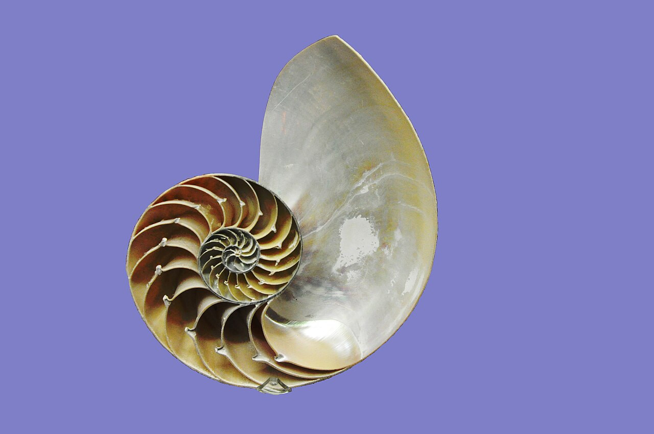 Csigáspolip (Nautilus Pompilius) héja. Természettudósok szerint a logaritmikus spirál mintázatát sok élőlény próbálja követni, mivel ez a legjobb módszer az arányos növekedésre. Kép: Wikipédia