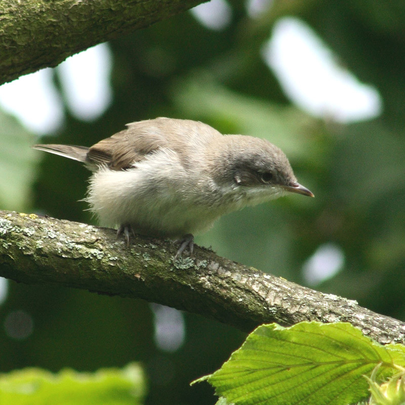 Kis poszáta az egyik esélyes az év madara címre. Kép: Wikipédia