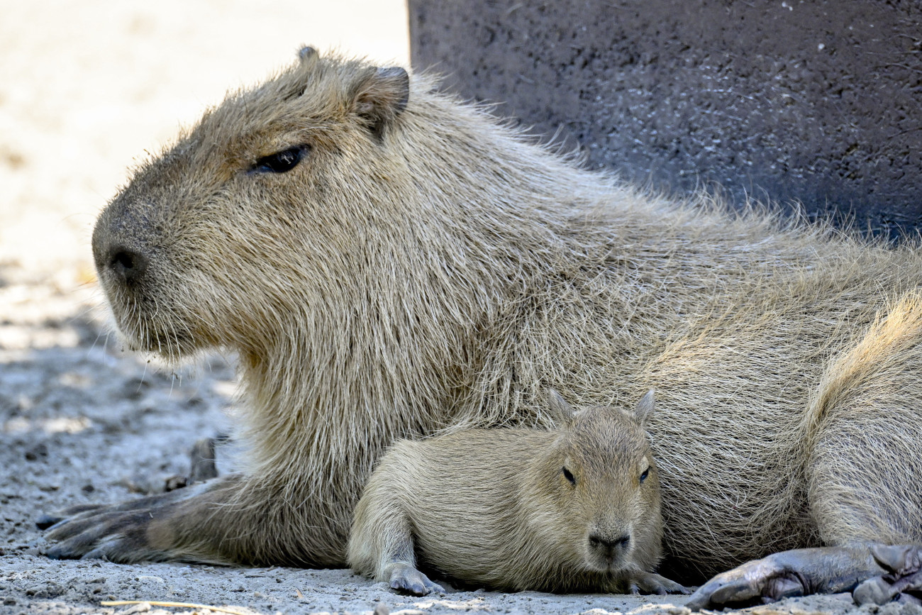 Debrecen, 2025. július 14.
Kapibara (vízidisznó) kölykével a debreceni állatkertben 2025. július 14-én. A kapibara a világ legnagyobb rágcsálója, akár a 60 kilogrammot is elérheti, mégis rendkívül barátságos és nyugodt. A faj szerepel a Természetvédelmi Világszövetség (IUCN) Vörös Listáján, ezért különösen értékesek az új debreceni jövevények.
MTI/Czeglédi Zsolt