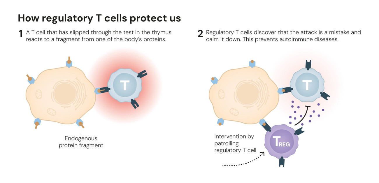 Az újonnan felfedezett T-sejtek felismerik, ha az immunrendszer hibásan támad és lecsillapítják a beindult immunfolyamatot, így megakadályozva egy autoimmun betegséget (nobelprize.org)
