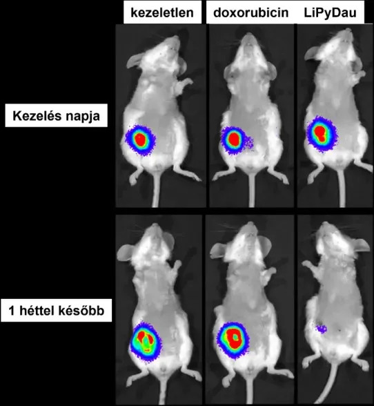 Forrás: HUN-REN Magyar Kutatási Hálózat