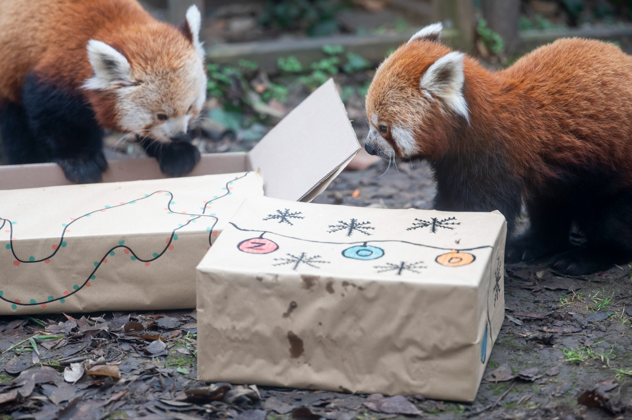 Budapest, 2025. december 23.
Vörös pandák a különleges karácsonyi etetésen a Fõvárosi Állat- és Növénykertben 2024. december 23-án.
MTI/Balogh Zoltán