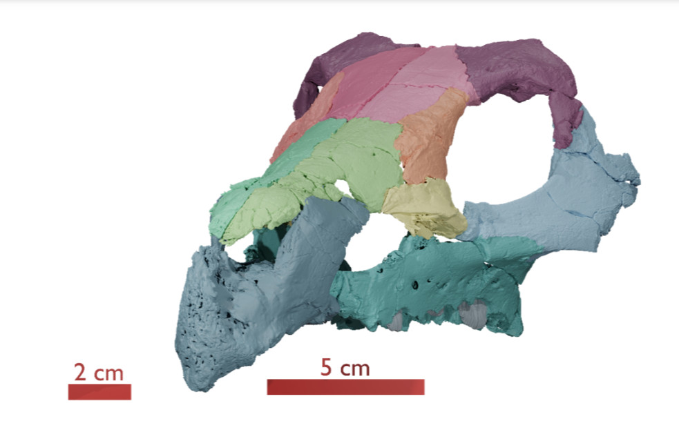 A kozmai Ajkaceratops új koponyaleletének 3D rekonstrukciója (Modell: Luke Meade)