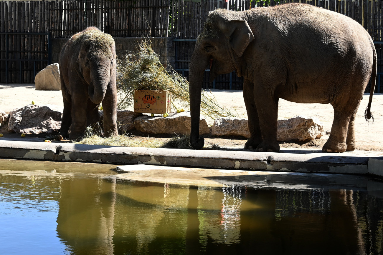 Budapest, 2026. április 25.
Az ötéves Samu, az ázsiai elefánt (b) anyja, Angele társaságában a születésnapjára kapott finomságokkal a Fõvárosi Állat- és Növénykertben 2026. április 25-én.
MTI/Kovács Attila