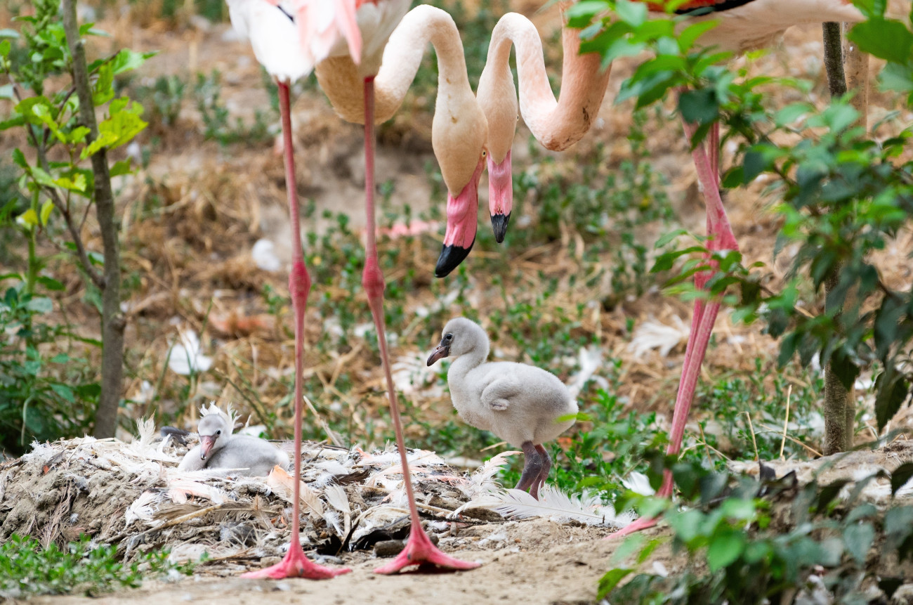 Nyíregyháza, 2026. július 15.
A Nyíregyházi Állatpark új rózsásflamingó-fiókái (Phoenicopterus roseus) 2026. július 15-én.
MTI/Balázs Attila
