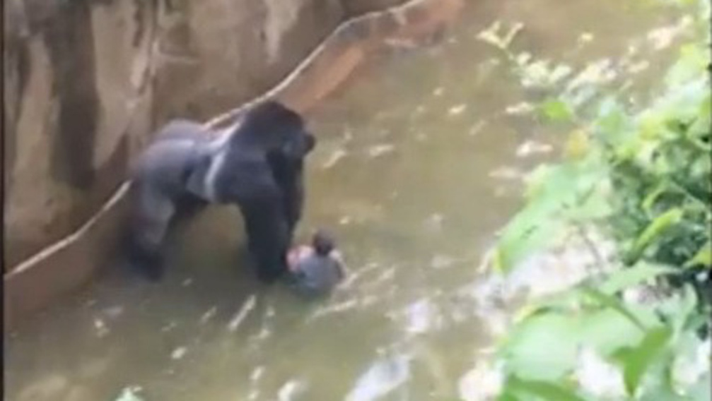 Büntessék meg az anyát! - petíció a gorilla halála miatt