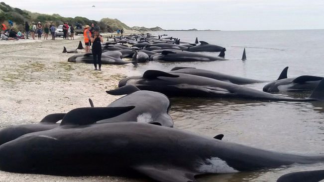Brutális látvány: több száz delfin vetődött partra - videó