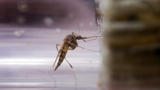 Új szúnyogfajok Magyarországon: durva betegségeket képesek terjeszteni
