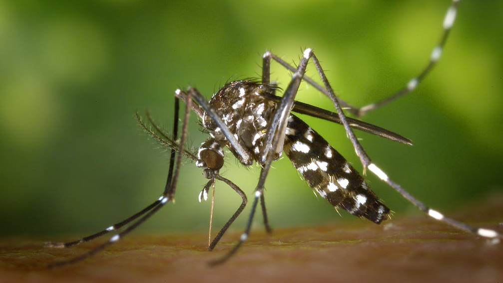 Kit és miért csípnek inkább a szúnyogok? Íme a válaszok