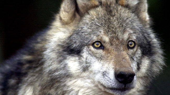 Hatalmas erőkkel keresik az elszökött farkasokat - nagy a veszély