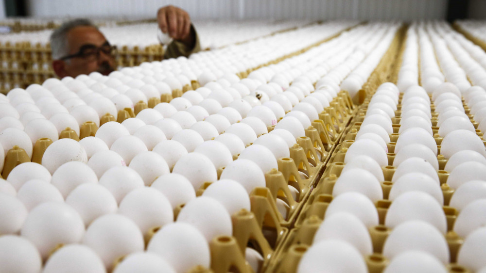 Doornenburg, 2017. július 28.Egy férfi ellenőrzi a rekeszekben sorakozó friss tojásokat egy gazdaságban a hollandiai Doornenburgban 2017. július 28-án. A holland hatóságok felfüggesztették a tojáskereskedelmet, mert néhány gazdaságban Fipronil rovarirtószerrel védekeztek a vörös atkák ellen. (MTI/EPA/Vincent Jannink)