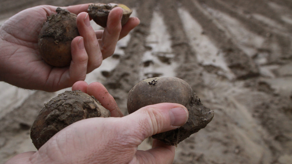 A folyamatos esőzés kimosta a krumplikat a földből Olaszfalu határában. Egyre nő a belvízzel borított területek nagysága, jelenleg 91 ezer hektár van víz alatt az országban.