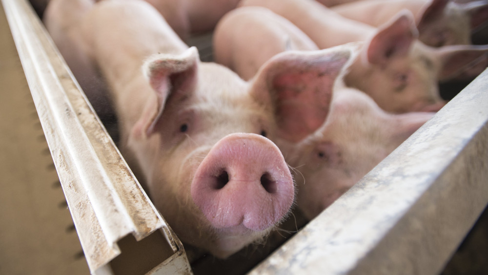 Főállatorvos: az állattartók tudják, milyen járványvédelmi szabályokat kell betartaniuk