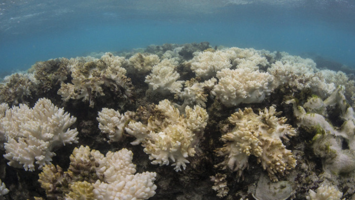 Elképesztő, mit élt túl a Nagy-korallzátony