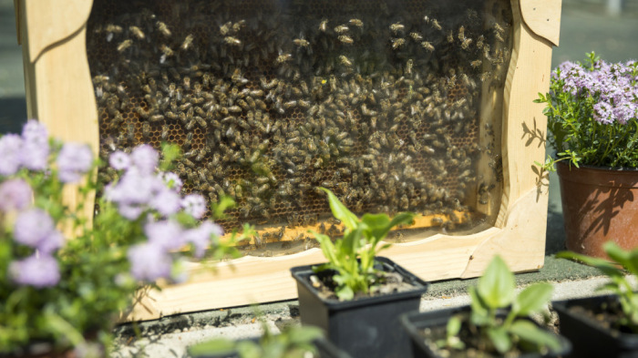 Megmentésre szorulnak a méhek, bárki segíthet rajtuk