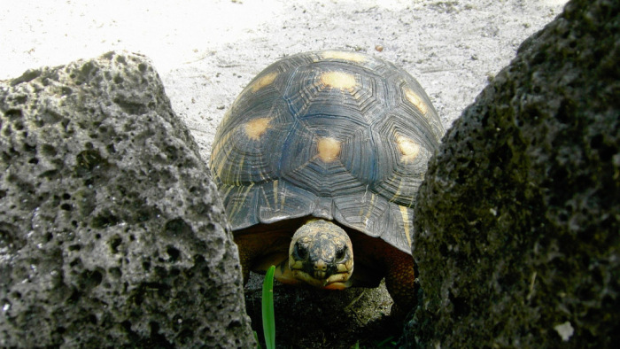 Több ezer kiszáradt és éheztetett teknőst mentettek meg