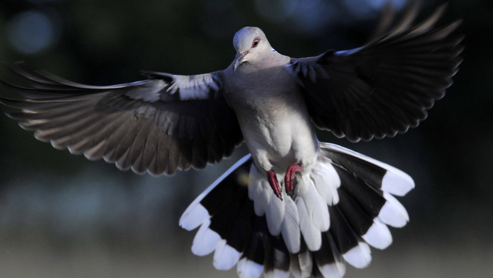 Egy  vadgerle (Streptopelia turtur) Pomáz környékén 2017. július 30-án.