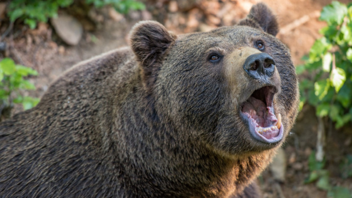 Medve támadt egy férfira Csíkkarcfalván