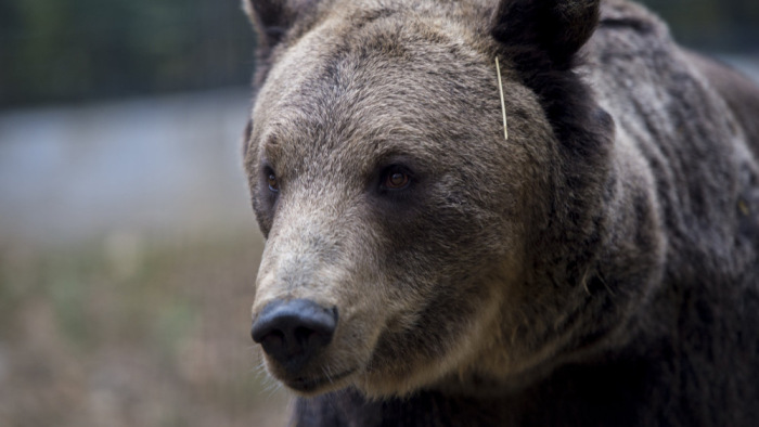 Elkábították a Magyarországon kóborló medvét - fotó