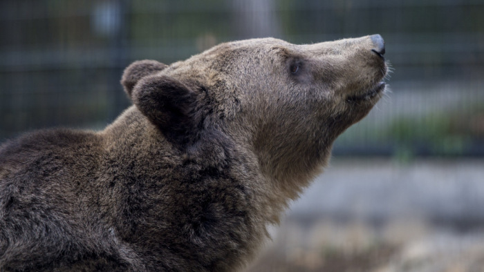 Katasztrófaturisták hergelik a medvéket Magyarországon